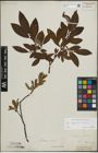 Foto von Salix lapponum L. x Salix silesiaca Willd.